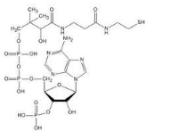 Coenzyme A