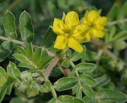 Tribulus terrestris