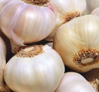 Garlic Extract