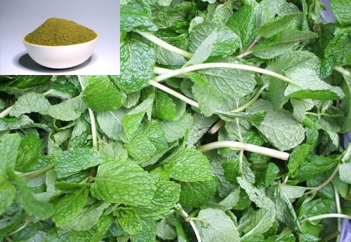 Peppermint Leaf powder