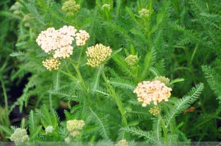 Achillea Millefolium Extract