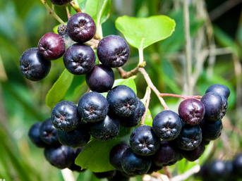 Aronia Melanocarpa Extract