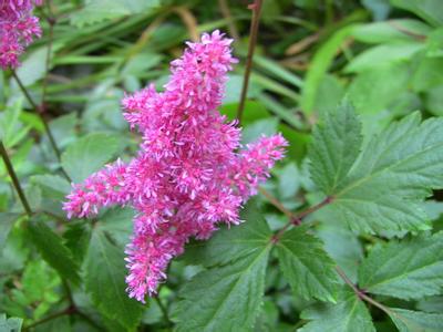 Astilbe Chinensis Extract