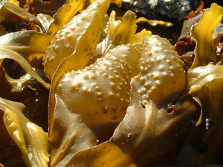 Bladderwrack Extract