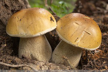 Boletus Edulis Extract