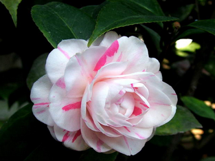 Camellia japomica extract