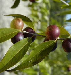 Camu Camu Extract