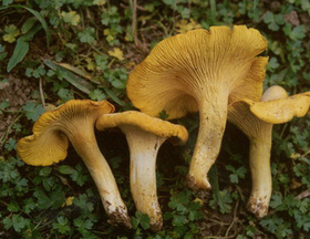 Cantharellus Cibarius Extract