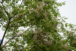 Chinaberry-Tree Bark Extract
