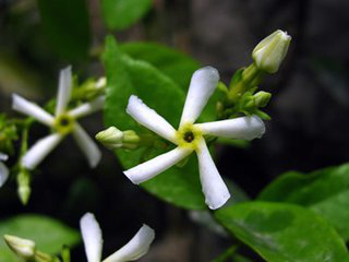 Chinese Starjasmine Stem Extract