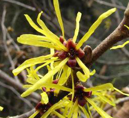 Chinese Witchhazel Extract