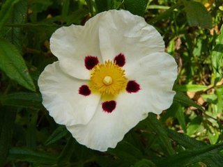Cistus Ladaniferus Extract