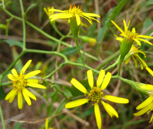 Climbing Groundsel Herb Extract