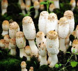 Coprinus Comatus Extract