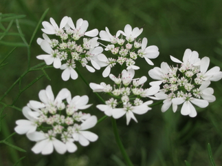 Coriander Extract