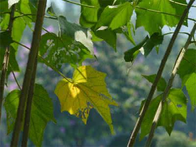 Cottonrose Hibiscus Extract