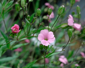 Cowherb Seed Extract