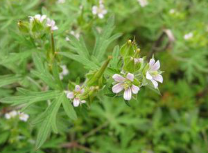 Cranesbill Extract