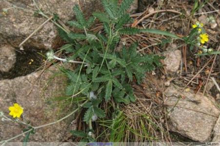 Discolor Cinquefoil Herb Extract