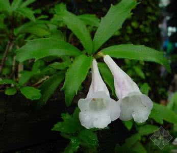 Fewflower Lysionotus Herb Extract