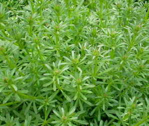 Galium Aparine Extract