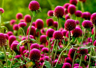 Globe Amaranth Flower Extract