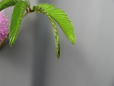 Herba Mimosae Pudicae Extract