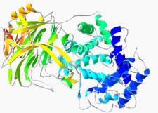 Hyaluronidase