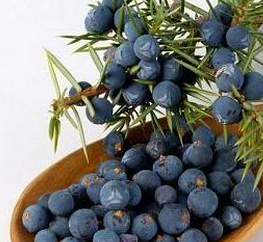 Juniper berry Extract