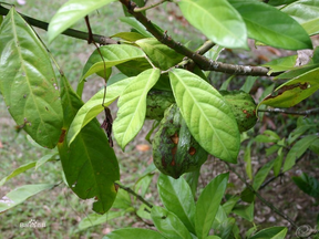 Kola Nut Extract