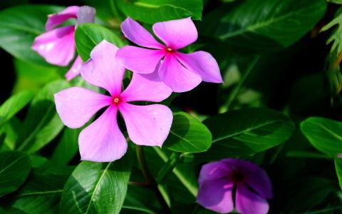 Madagascar Periwinkle Herb Extract