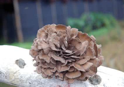 Maiitake Mushroom Extract