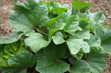 Malva verticillata Leaf Powder