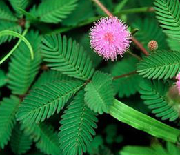 Mimosa Alkaloids