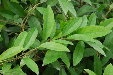 Obtuseleaf Erycibe Stem Extract