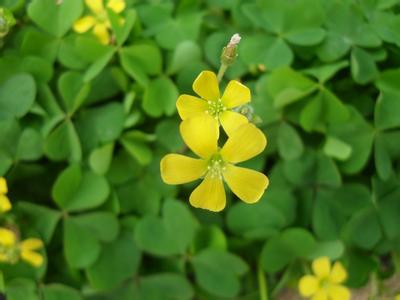 Oxalis corniculata Extract