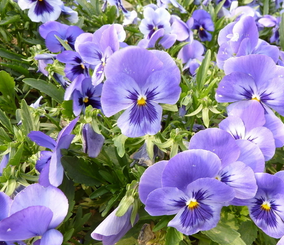 Pansy Extract