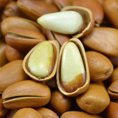 Pine Nut Extract
