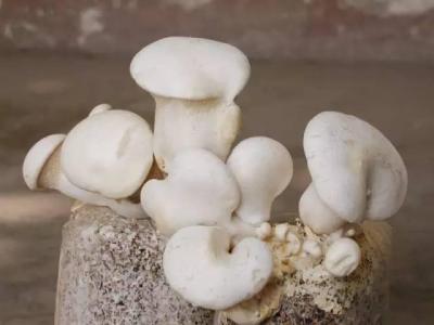 Pleurotus Nebrodensis Extract