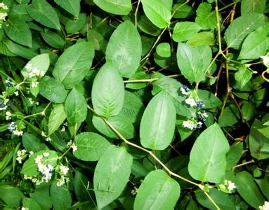 Polygonum Chinense Extract