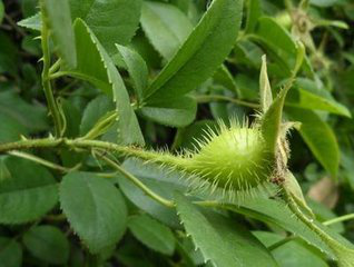 Rosehip Extract