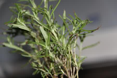 Rosemary Extract