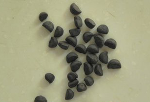 Semen Pharbitidis Extract