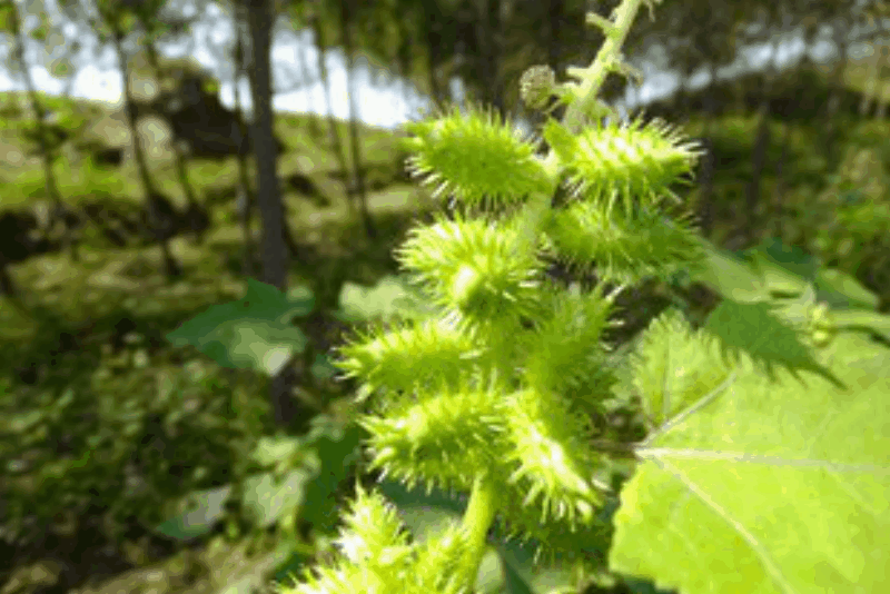 Siberian Cocklebur Fruit Extract