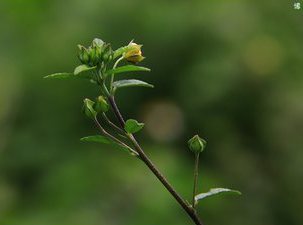 Sida Cordifolia Extract