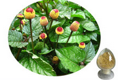 Spilanthes acmella extract