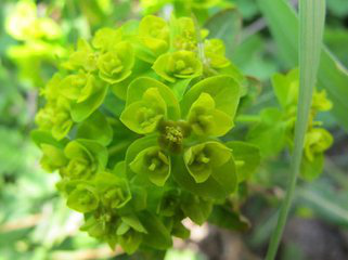 Sun Euphorbia Herb Extract