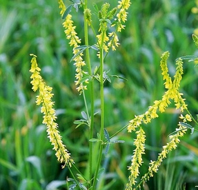 Sweet Clover Extract