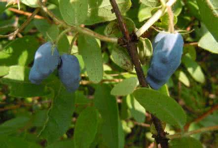 Sweetberry Honeysuckle Extract