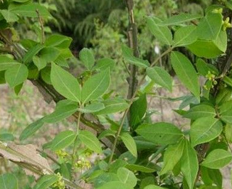 Winged Euonymus Twig Extract